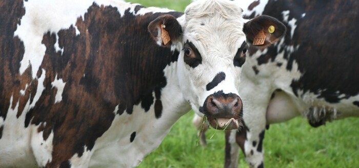Vache normande